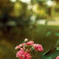 *** :: Яна Горбунова