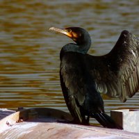 Как взмахну крылом :: Юрий. Шмаков