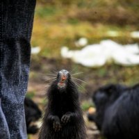 А мне ...а мне.....можно вкусняшку.... :: Зинаида Манушкина