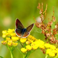 опять про бабочек...205 :: Александр Прокудин