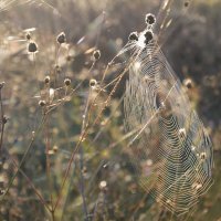 Полетели паутинки в октябре, серебрятся и летят..  бабье лето... :: Надежда Куркина 