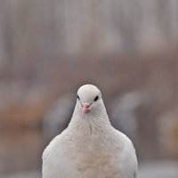 С удовольствием попозирую! :: Валентина  Нефёдова 