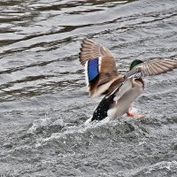 Улетаю... :: Валентина  Нефёдова 