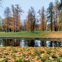 Осень :: Сапсан 