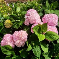 Летняя красота! :: Нина Андронова