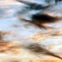 Полетели в тёплые края :: Валерий Иванович