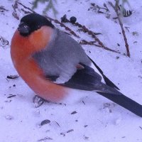 Красавчик снегирь :: Людмила Смородинская