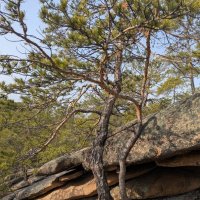 Сосны на скалах :: Андрей Хлопонин