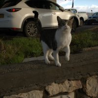 КОШКИ НАШЕГО ГОРОДА :: ujgcvbif 