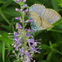 "удачный момент" :: Olga Oskolkova