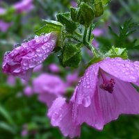 "в каплях дождя" :: Olga Oskolkova