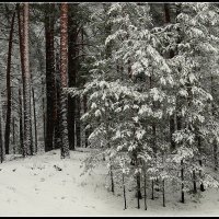 *** :: Aleksandr Gal