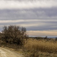 Камыш :: Игорь Сикорский