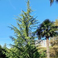 Адлер. Дендропарк "Южные культуры" :: Нина Бутко Адлер. Дендропарк "Южные культуры" :: Нина Бутко