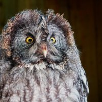 Грозный птиц.. :: Aida10 