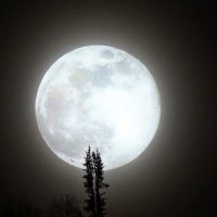 Зацепилась :: Павел Трунцев