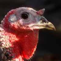 Вы что то хотели? :: Юрий. Шмаков