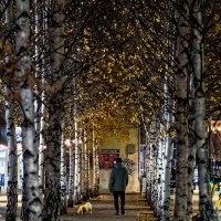 «В этой роще березовой…» :: Сергей Шатохин 