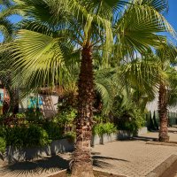 Сухум :: Александр Леонов