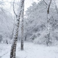 Ослепительная снежность :: Nina Streapan