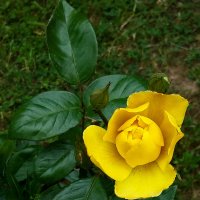 Вот-вот раскроется... :: Светлана 