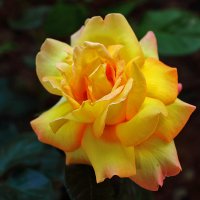 Красавица :: Светлана 