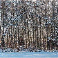 В зимнем парке... :: Aquarius - Сергей