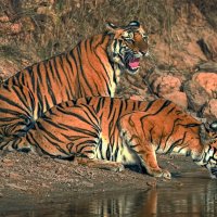 Бенгальский тигр :: Aleksey Afonin