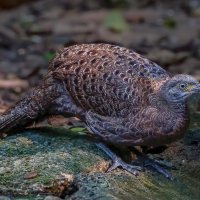 Борнеосский павлиний фазан :: Aleksey Afonin