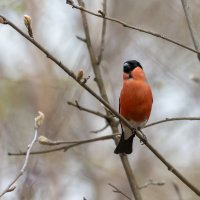 Снегирь :: Владимир Лазарев