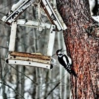 Эх, мне бы жучков-червячков! :: Владимир 