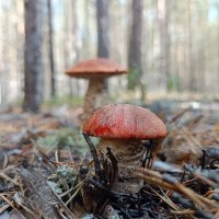 Подосиновики :: Ирина * Подосиновики :: Ирина *