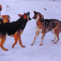 Не поделили :: Людмила Смородинская