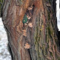 Грибное дерево :: Валерий Иванович Грибное дерево :: Валерий Иванович