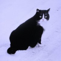 Как много снега :: Людмила Смородинская