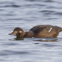 турпан. :: юрий макаров