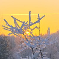 Иней. :: Владимир Мигонькин