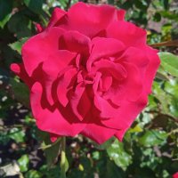 аромат июня :: Елена Шаламова