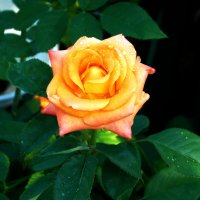 Флорибунда :: Валентин Семчишин