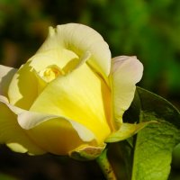 Зимой о цветах :: Милешкин Владимир Алексеевич 