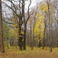 Ашманн парк, Калининград :: Рита Симонова