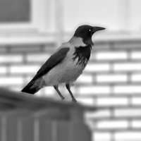 Сторожит мусорку :: Светлана 