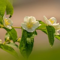 Чубушник :: Игорь Сикорский