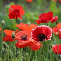 Летнее настроение :: елена беликова