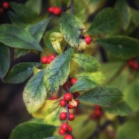 Осенняя элегия. :: Лилия * Осенняя элегия. :: Лилия *