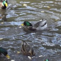 У пруда... :: Freddy 97