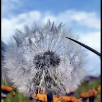 Лето :: Марина 