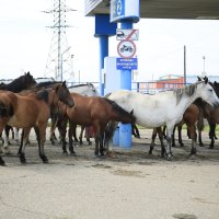 Лошади Бурятского округа :: Танзиля Завьялова