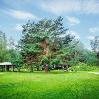 Сосна :: Максим 