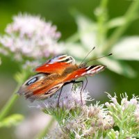 опять про бабочек...211 :: Александр Прокудин